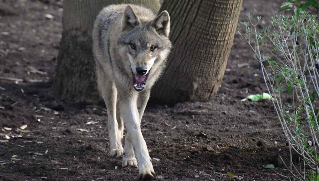 Lupo grigio al Bioparco di Roma