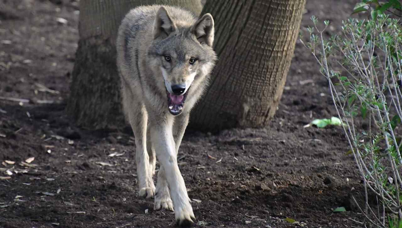 Lupo grigio al Bioparco di Roma