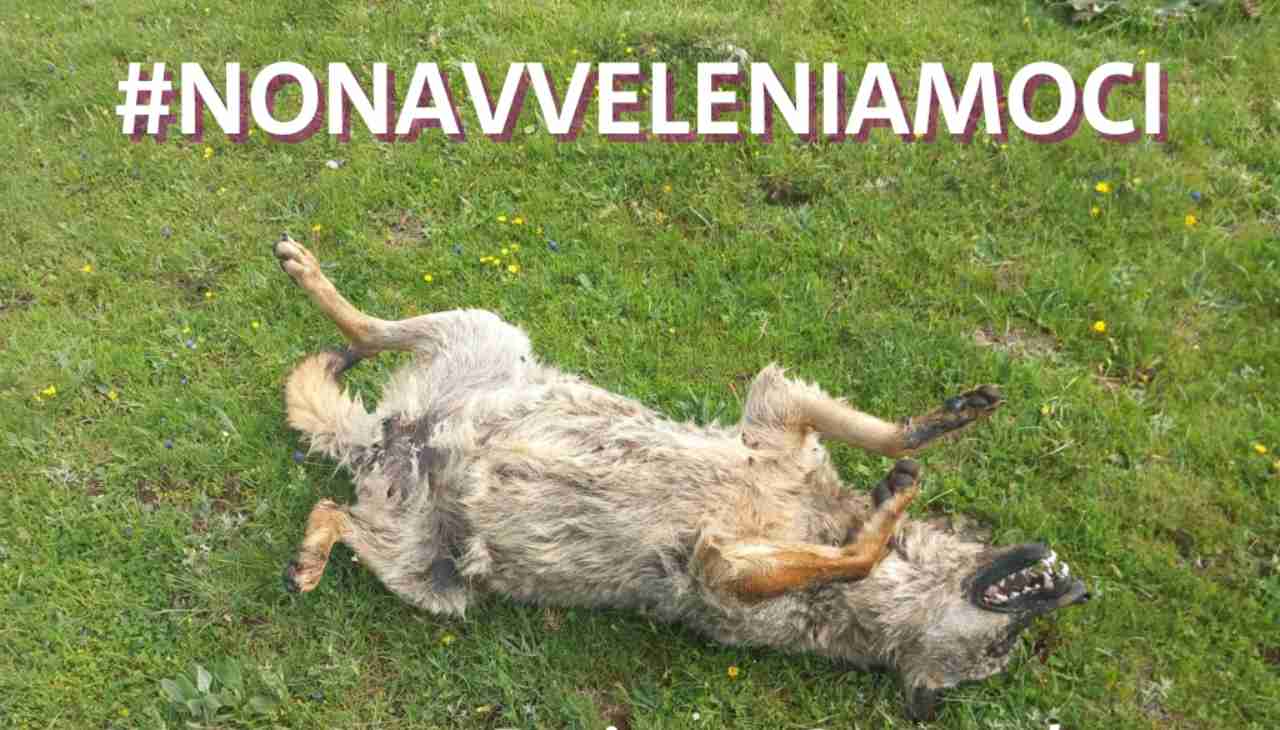 Carcassa di lupo avvelenato nel Parco Nazionale d'Abruzzo, Molise e Lazio