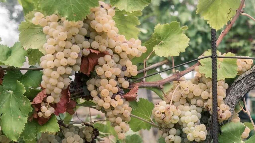 Uva bianca, vino