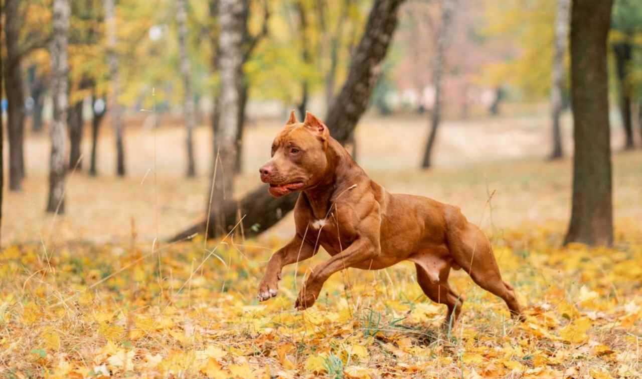 Pitbull