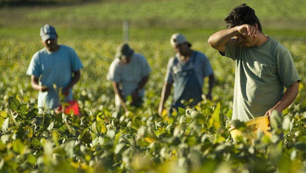 Agricoltura, lavoro nei campi