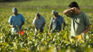 Agricoltura, lavoro nei campi