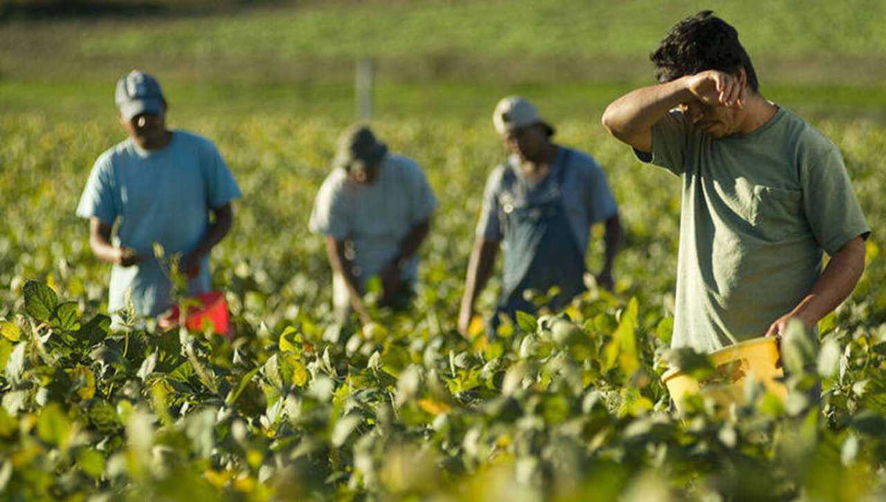Agricoltura, lavoro nei campi